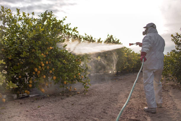 Best Wasp Removal Services  in Man, IL